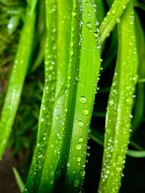 Close-up of wet grass