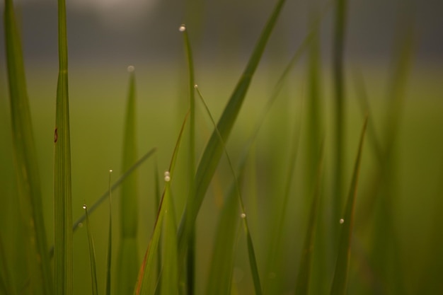 Close-up of wet grass