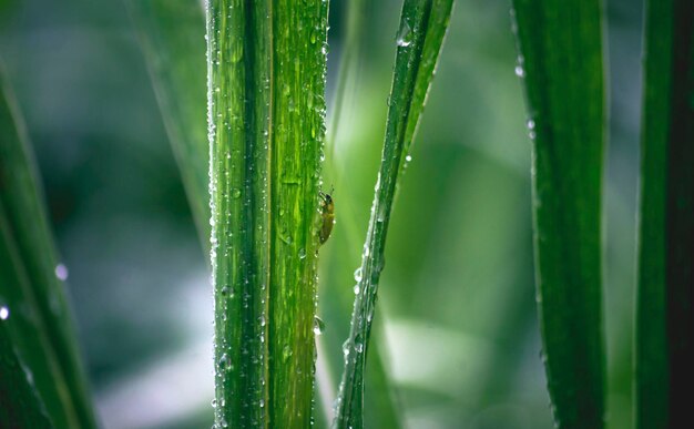 Close-up of wet grass