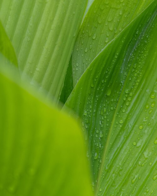 Close-up of wet green leaves during rainy season