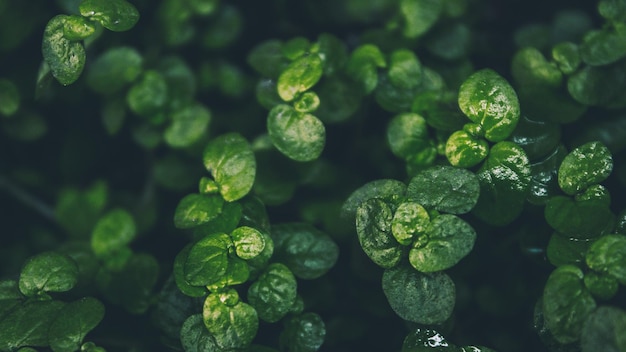 湿った緑の植物のクローズアップ