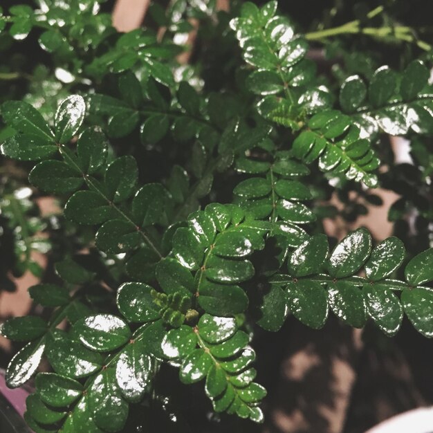 Photo close-up of wet green plants