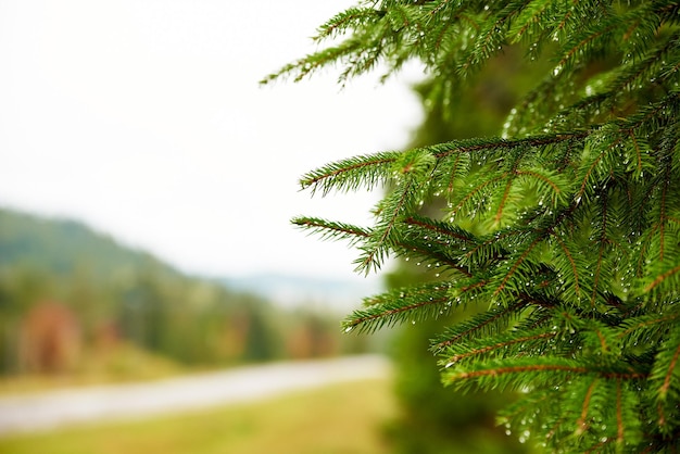 Close-up of wet green spruce tree twig