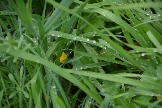 草の上の湿った昆虫のクローズアップ