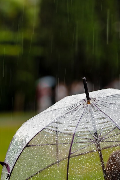 Foto prossimo piano di un insetto bagnato sulla foglia