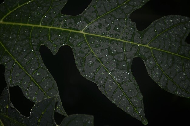 Close-up of wet leaf against black background