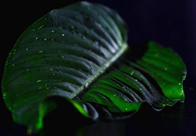 Close-up of wet leaf against black background