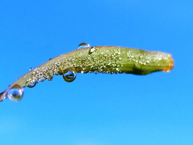 Close-up of wet leaf against blue sky