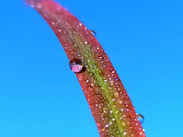Photo close-up of wet leaf against blue sky