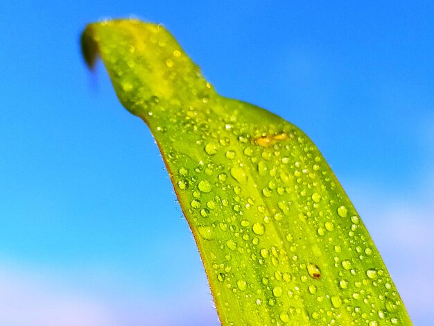 Close-up of wet leaf against clear blue sky