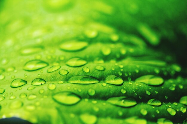 Photo close-up of wet leaf during monsoon