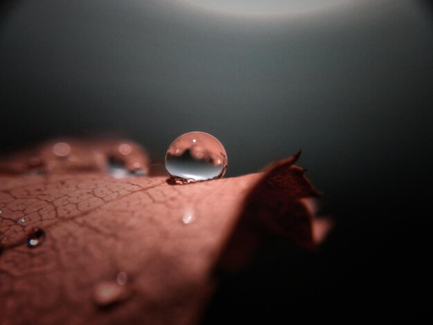 Foto prossimo piano di una foglia bagnata in acqua