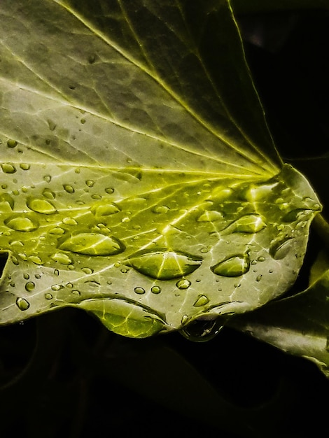close-up of wet leaf
