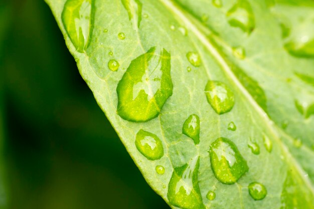 Close-up of wet leaf