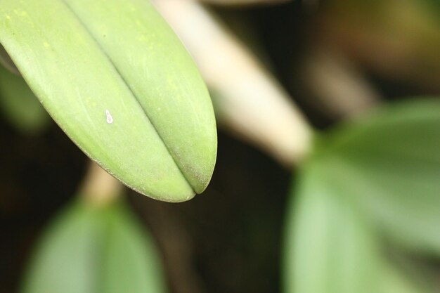 Close-up of wet leaf