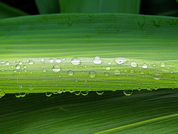 Foto close-up di una foglia bagnata