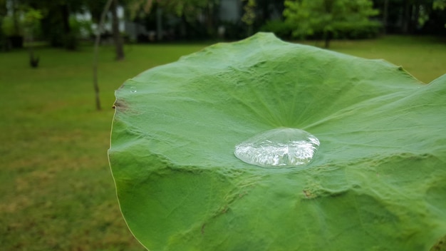 Foto prossimo piano di una foglia bagnata