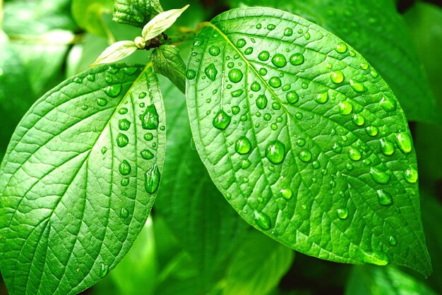 Close-up of wet leaf