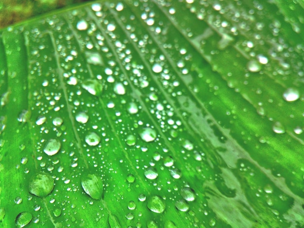 Close-up of wet leaf