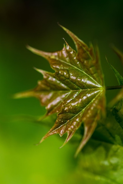 Photo close-up of wet leaf