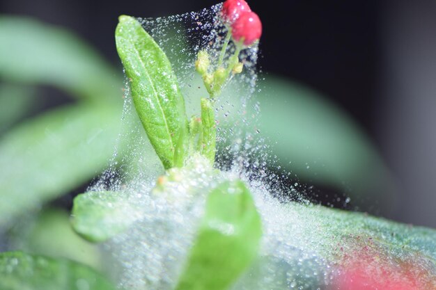 Close-up of wet leaf