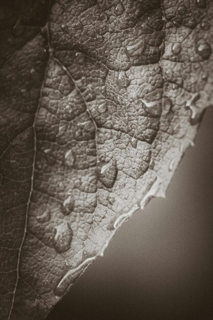 Photo close-up of wet leaf