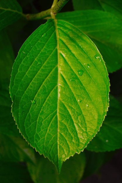 Photo close-up of wet leaf