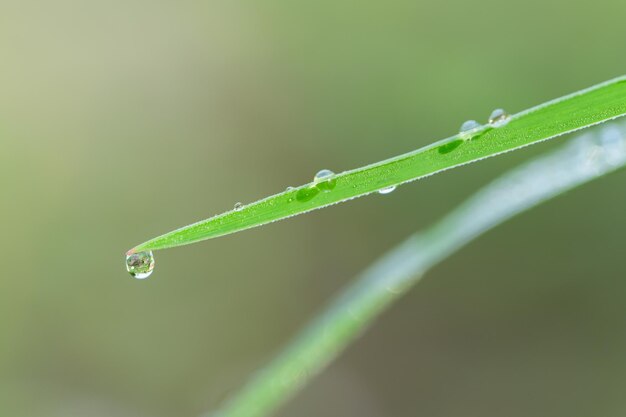 Foto prossimo piano di una foglia bagnata