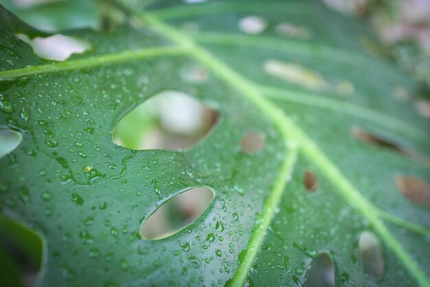 Close-up of wet leaf