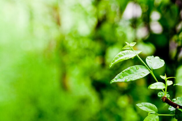 Photo close-up of wet leaves during rainy season