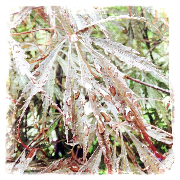 Photo close-up of wet leaves on field