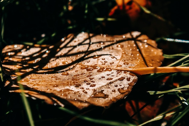 Foto close-up di foglie bagnate sul campo