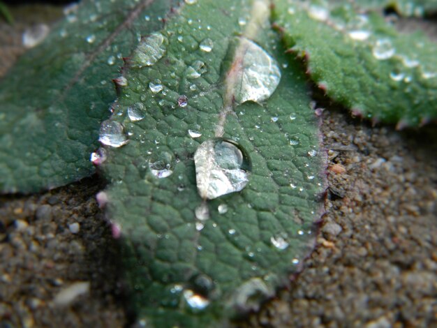 Foto close-up di foglie bagnate sul sentiero