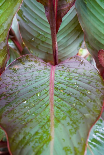 Close-up of wet leaves on plant