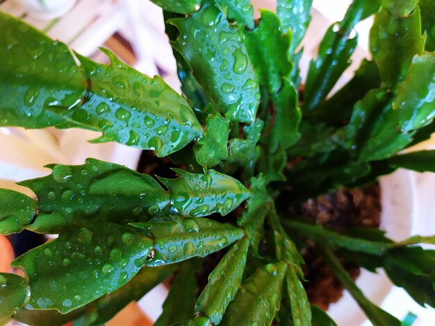 Close-up of wet leaves on plant