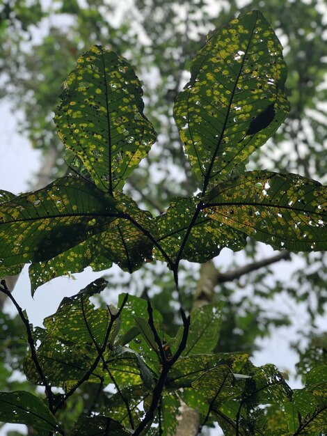 Photo close-up of wet leaves on plant