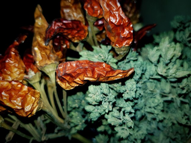 Close-up of wet leaves on plant