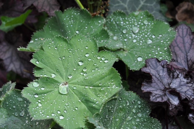 Close-up of wet leaves on rainy day