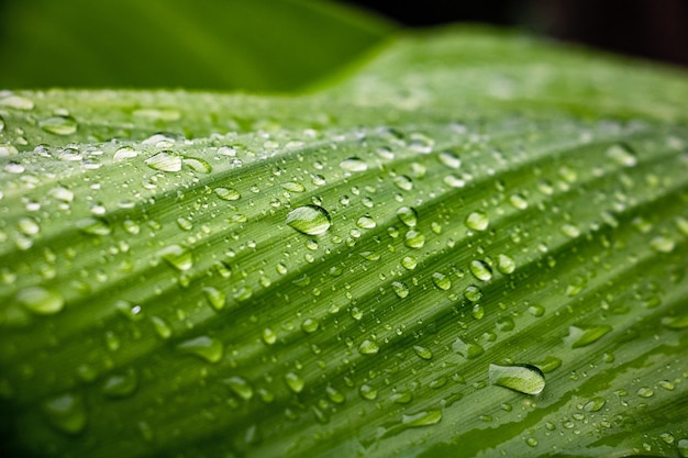 雨の日の湿った葉のクローズアップ