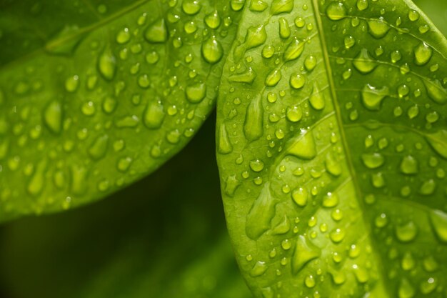 Close-up of wet leaves on rainy day