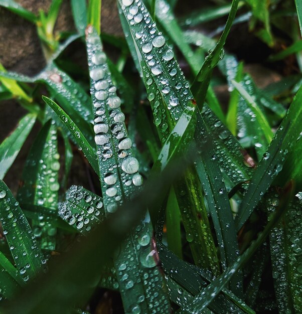 Close-up of wet leaves on rainy day