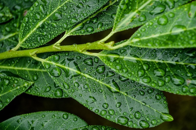 close-up of wet leaves during rainy season