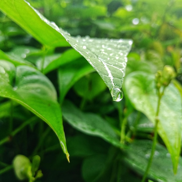 雨季の湿った葉のクローズアップ