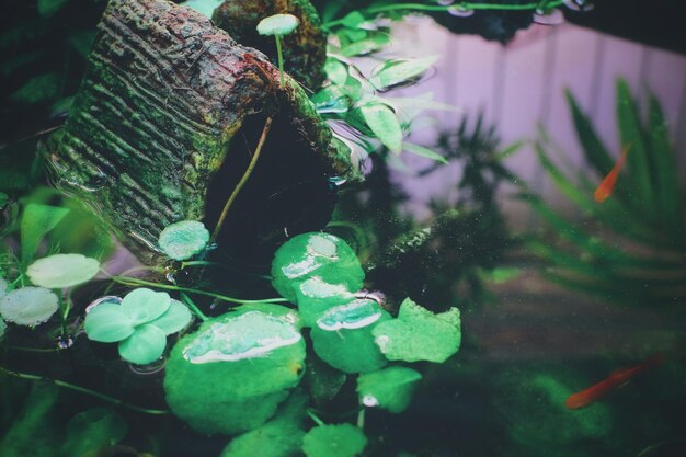 Close-up of wet leaves on rock