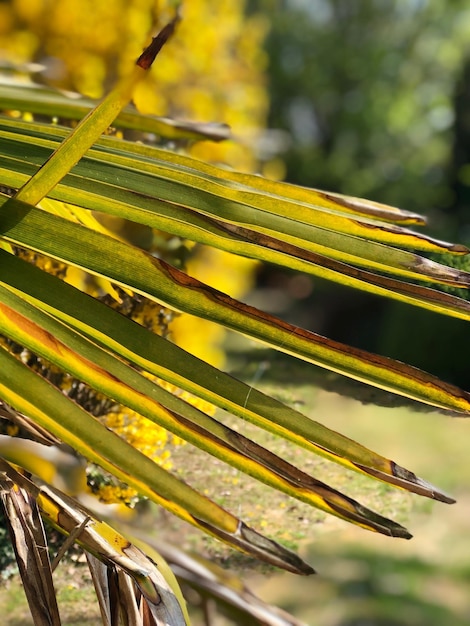 Close-up of wet leaves on tree