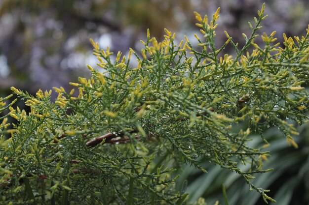 Photo close-up of wet leaves on tree