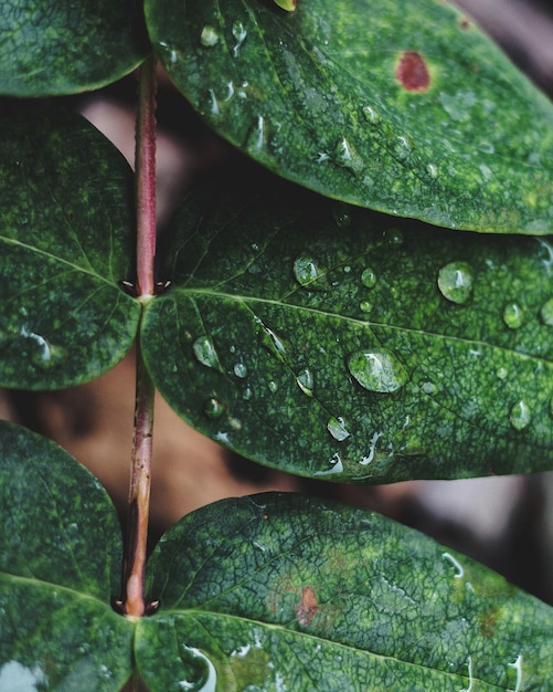 Photo close-up of wet leaves