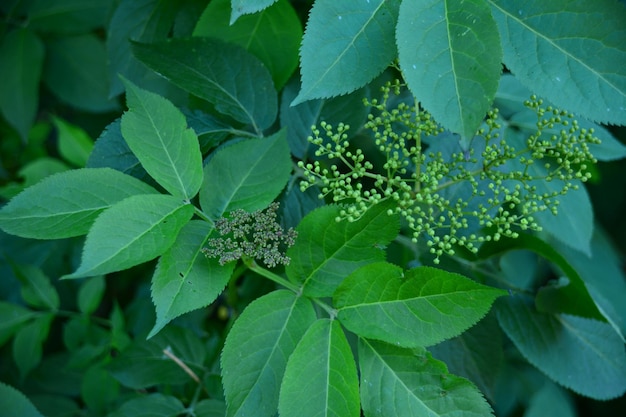 Foto close-up di foglie bagnate