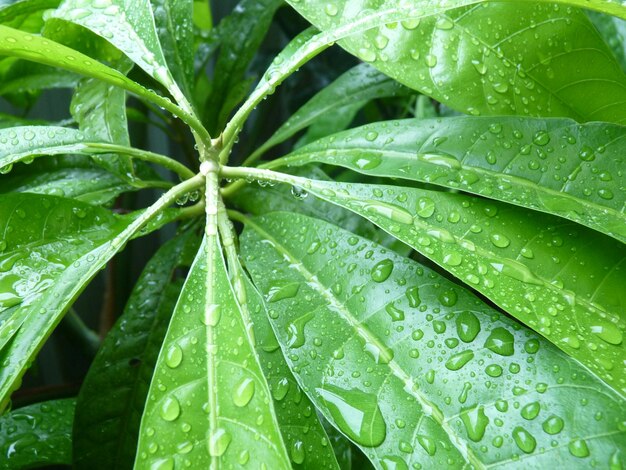 Close-up of wet leaves