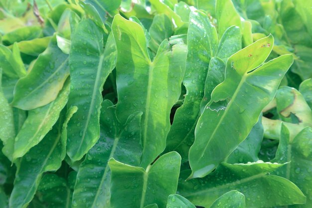 Close-up of wet leaves